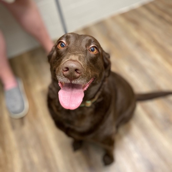 🎀Meet Your Posher!🎀 - Picture 4 of 4